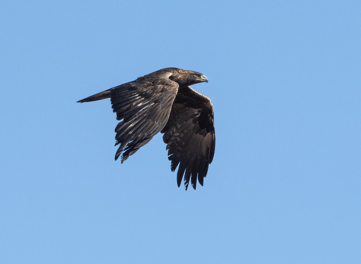 Águila Real - ML376256851