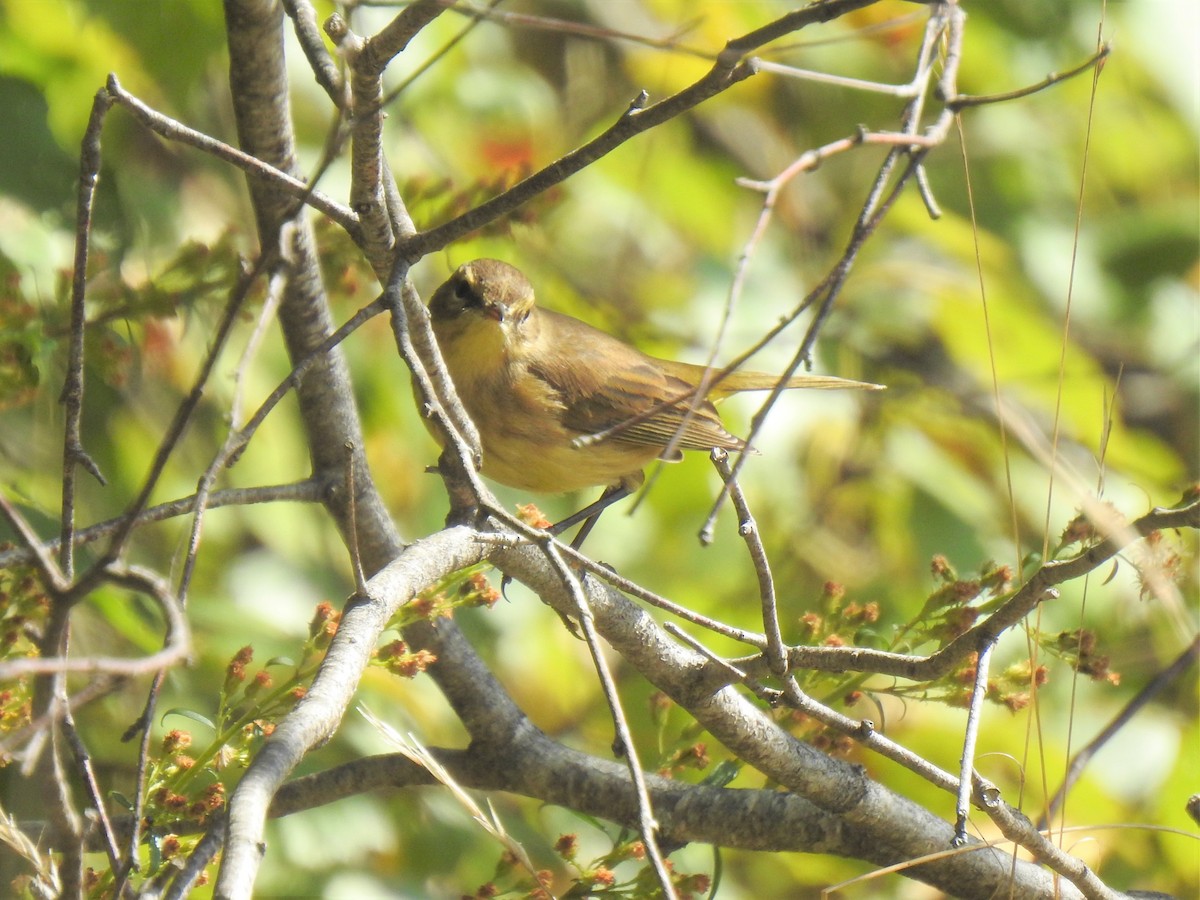 Palm Warbler - Glenn Hodgkins