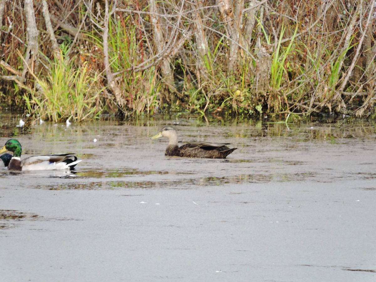 American Black Duck - ML376258451