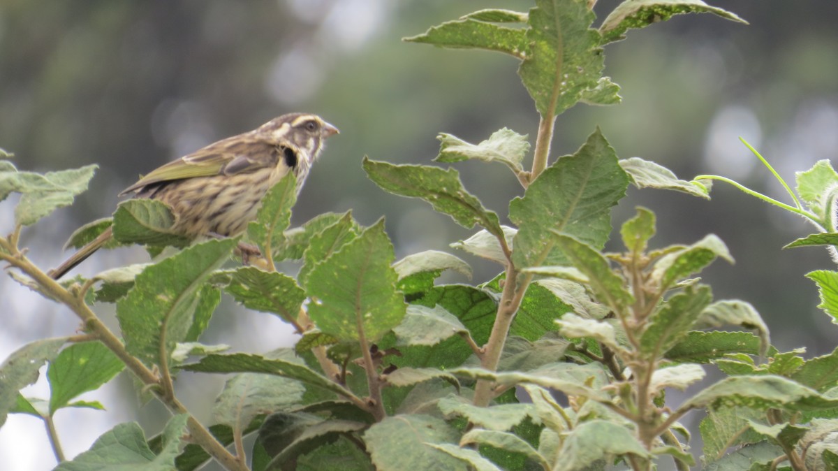 Serin strié - ML376258981