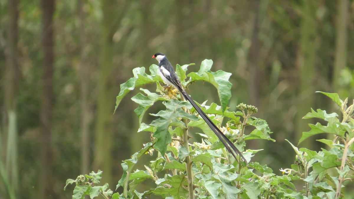 Pin-tailed Whydah - ML376259371