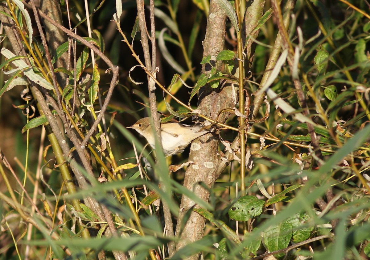 Common Reed Warbler - Markus Deutsch