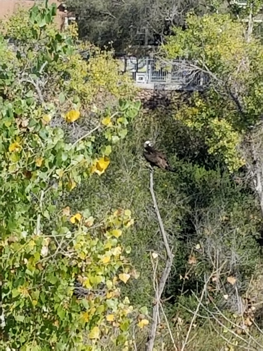 Osprey - ML376260881