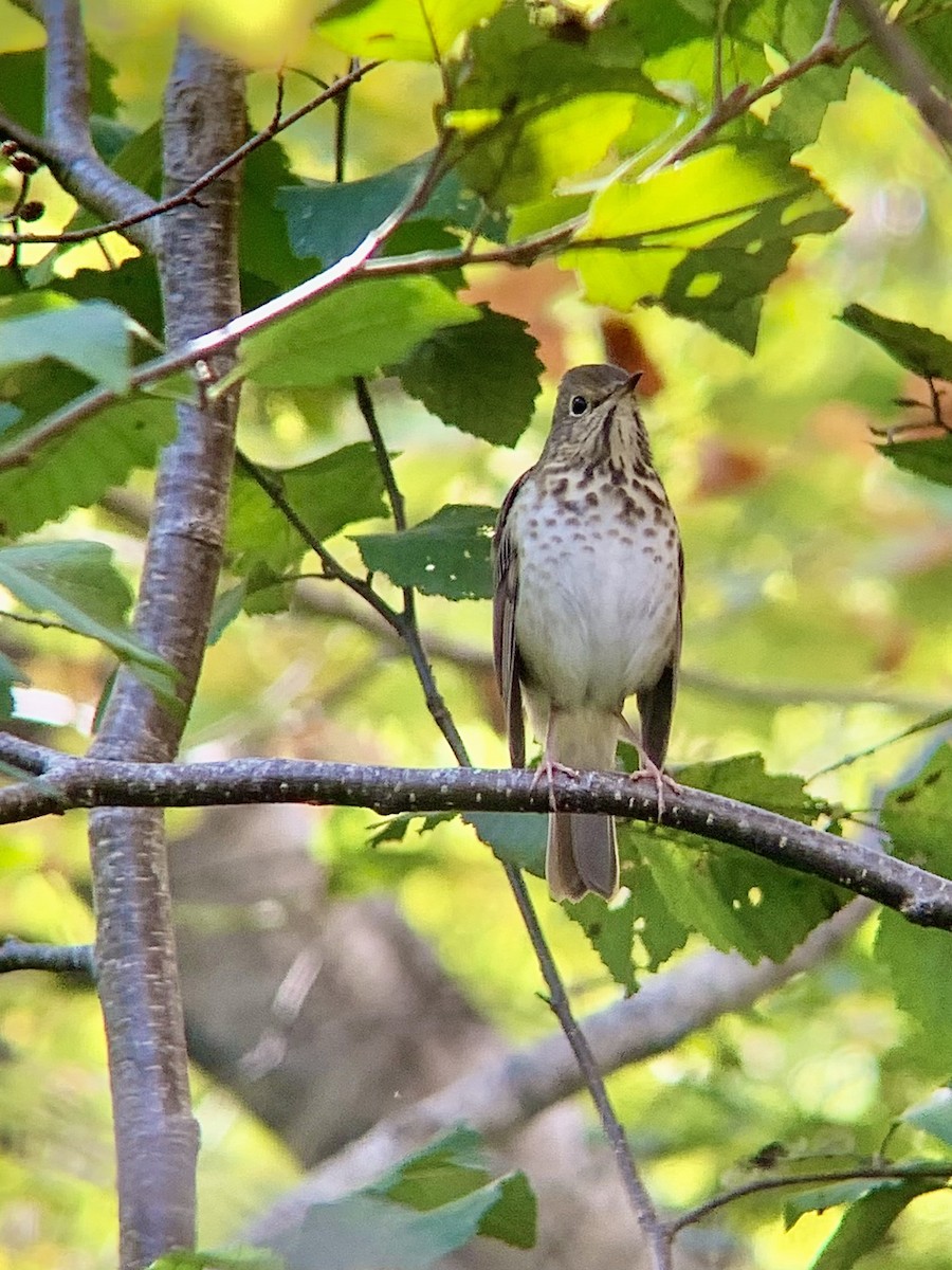 Hermit Thrush - ML376261171