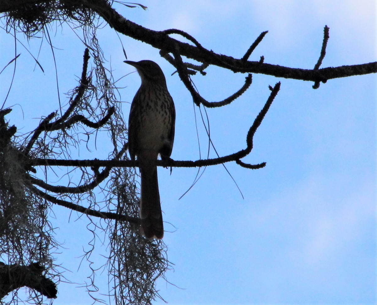 Brown Thrasher - ML376261801