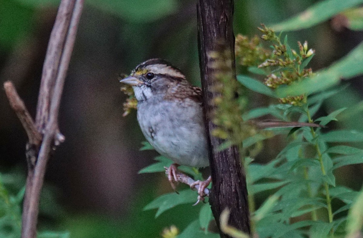 White-throated Sparrow - ML376262311
