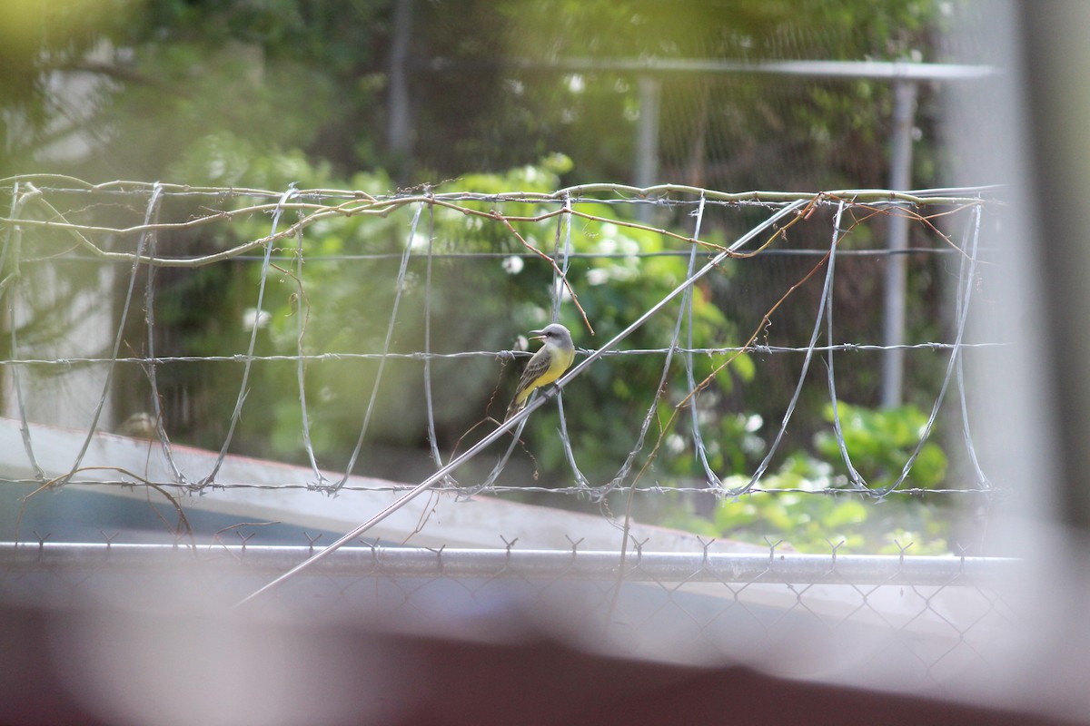 Tropical Kingbird - ML376263041