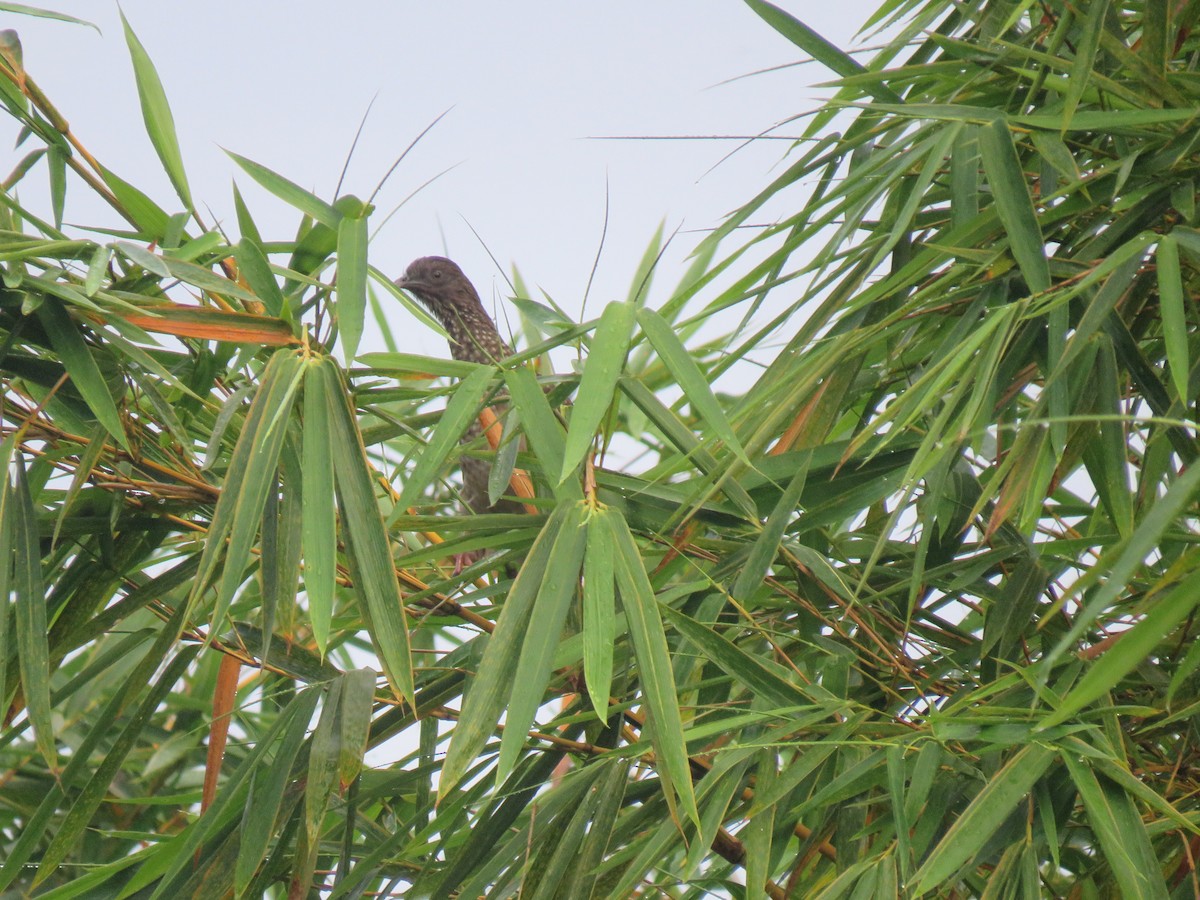 Chachalaca Moteada - ML376263441