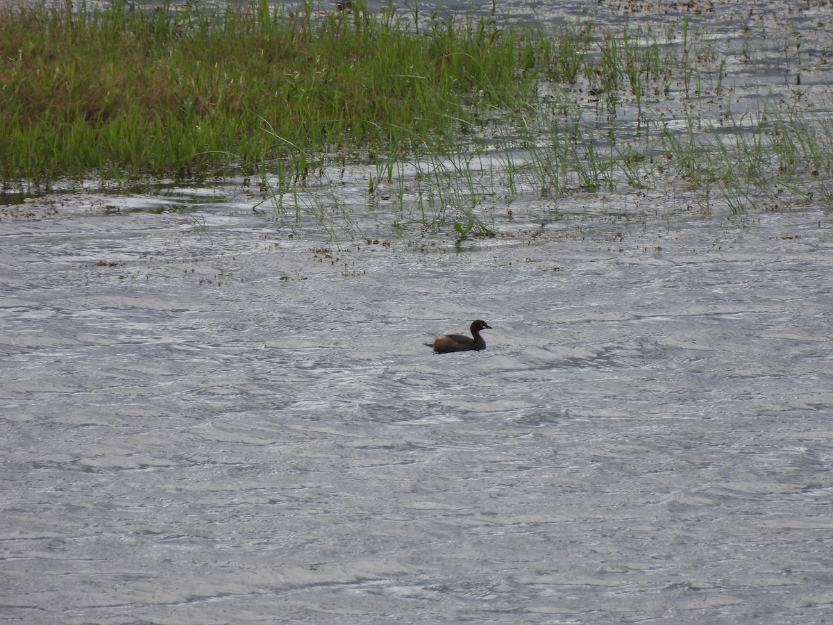 Little Grebe - ML376264291