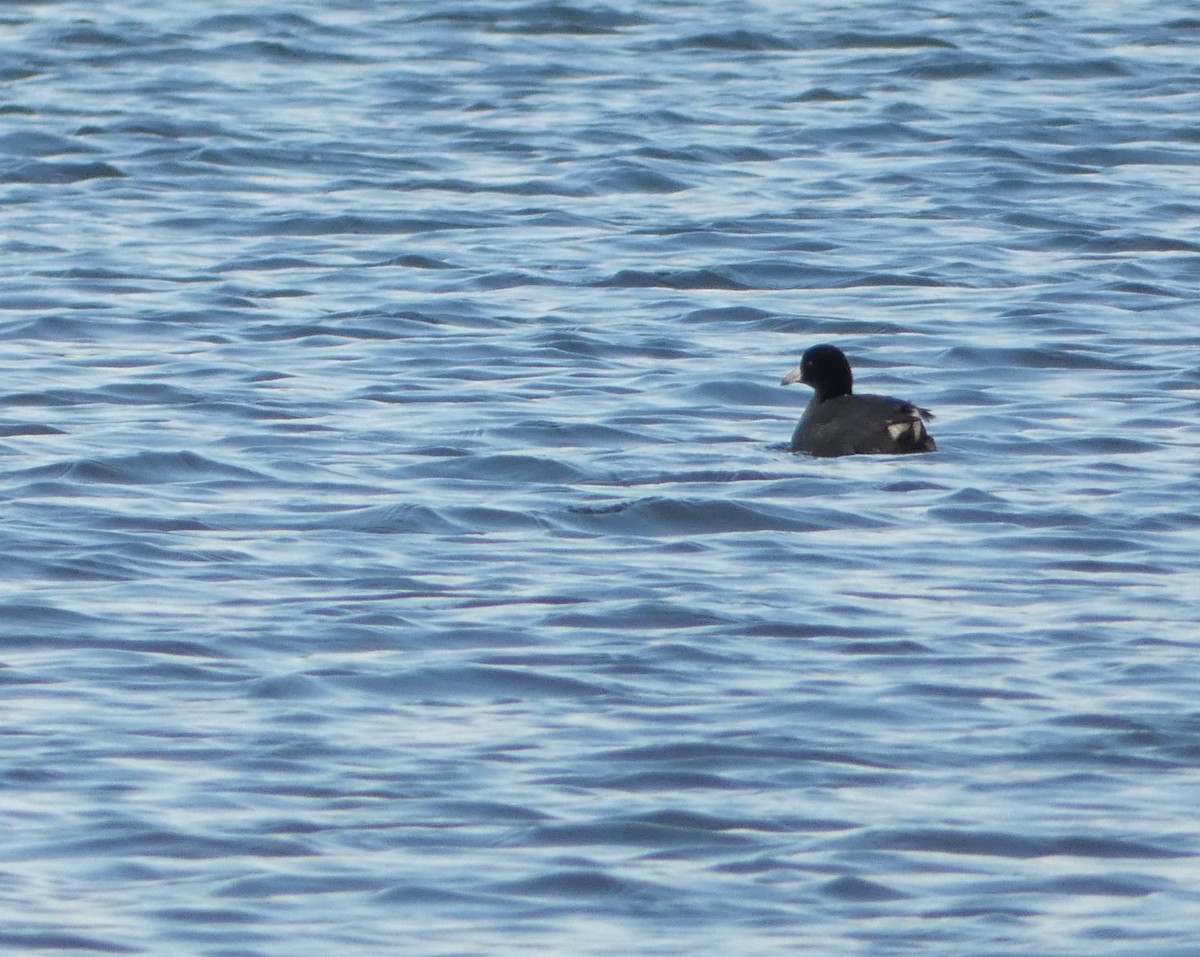 American Coot - Monique Berlinguette