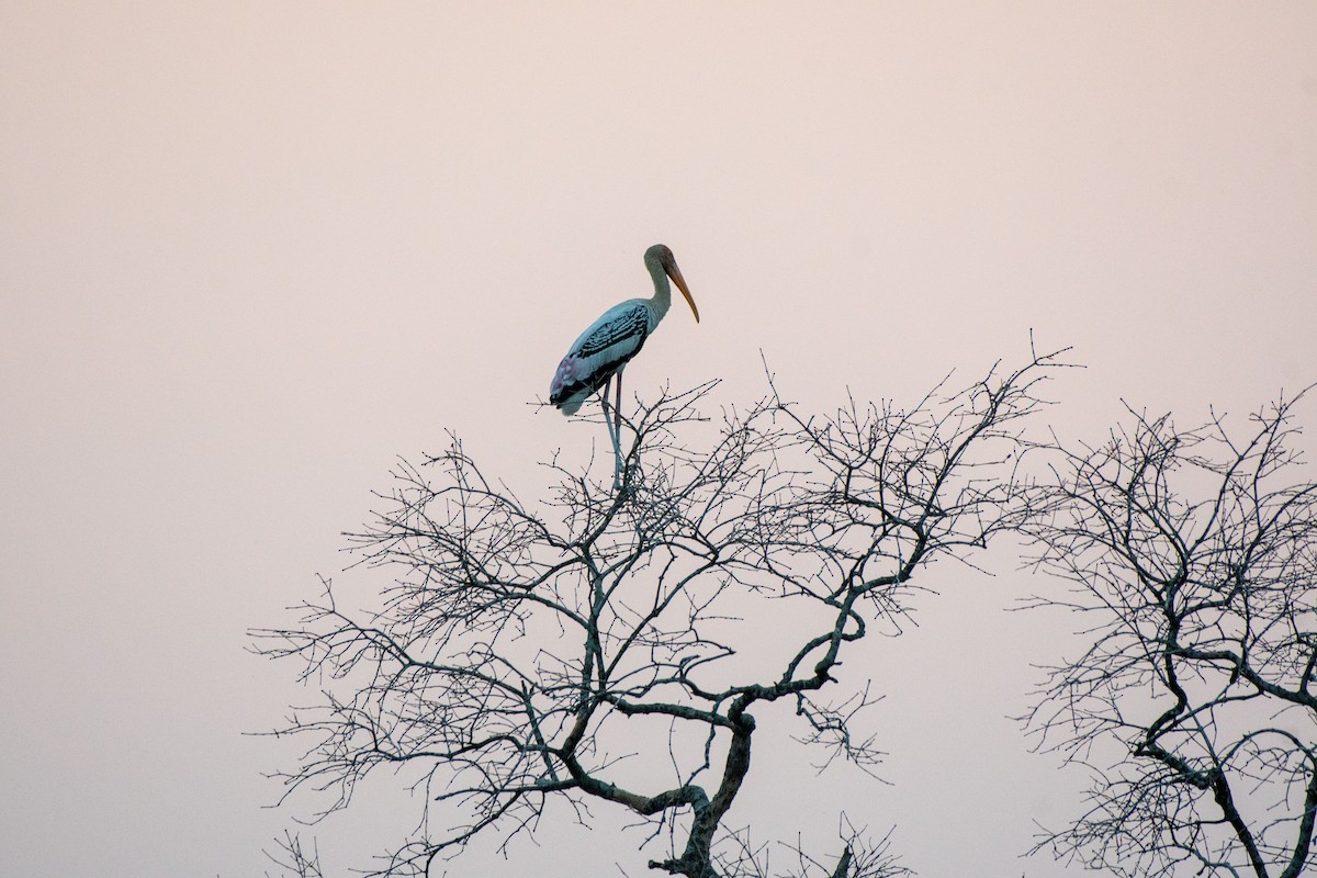 Painted Stork - ML376264961