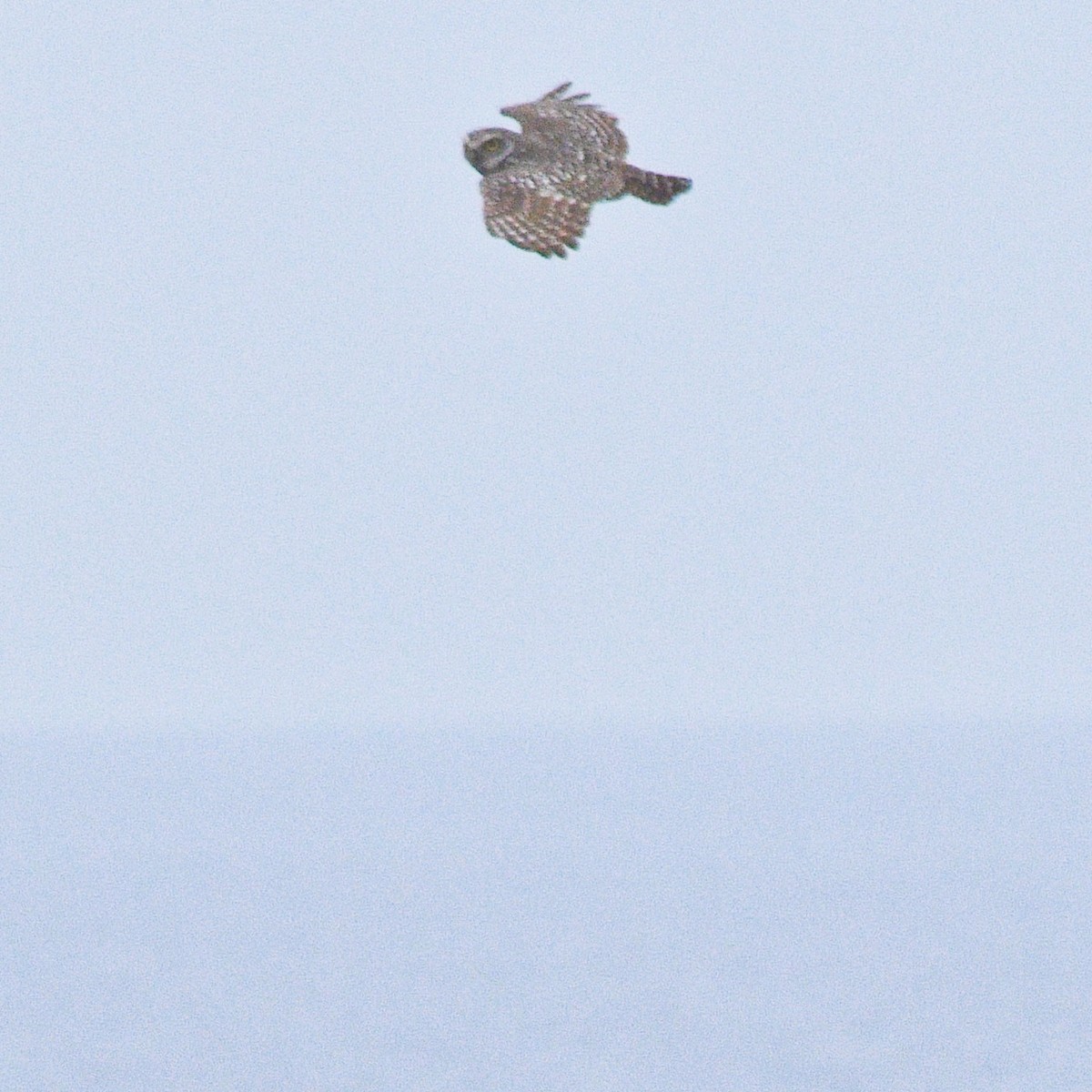 Burrowing Owl - ML376265111