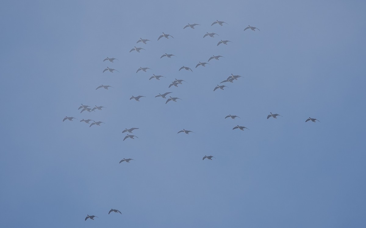 Pink-footed Goose - St Kilda NTS Team