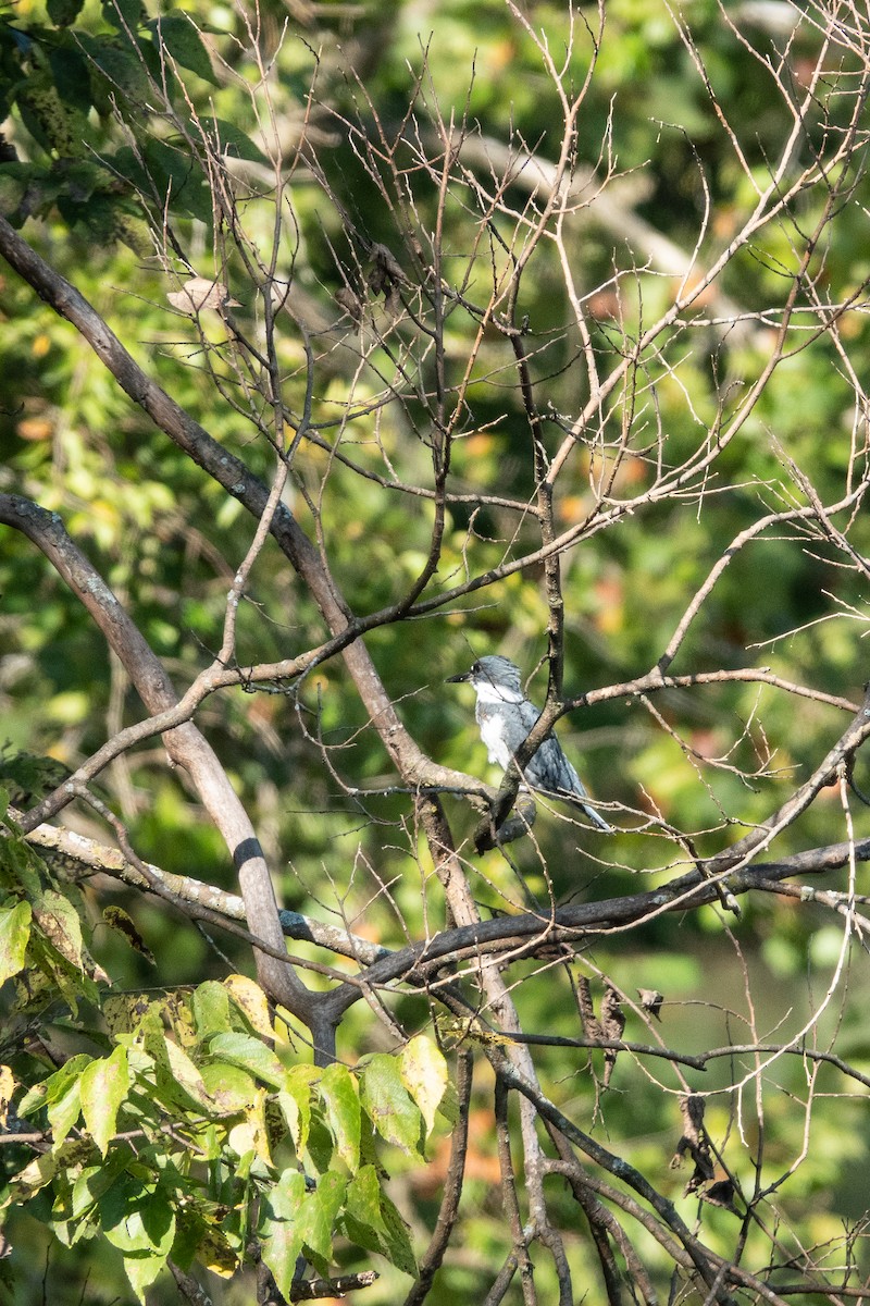 Belted Kingfisher - Becky Kent