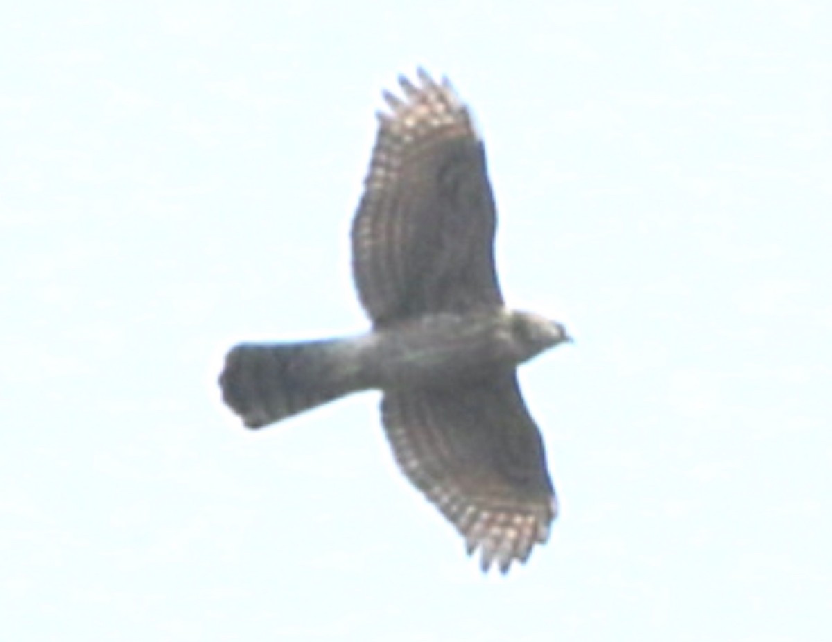 American Goshawk - Lance Benner