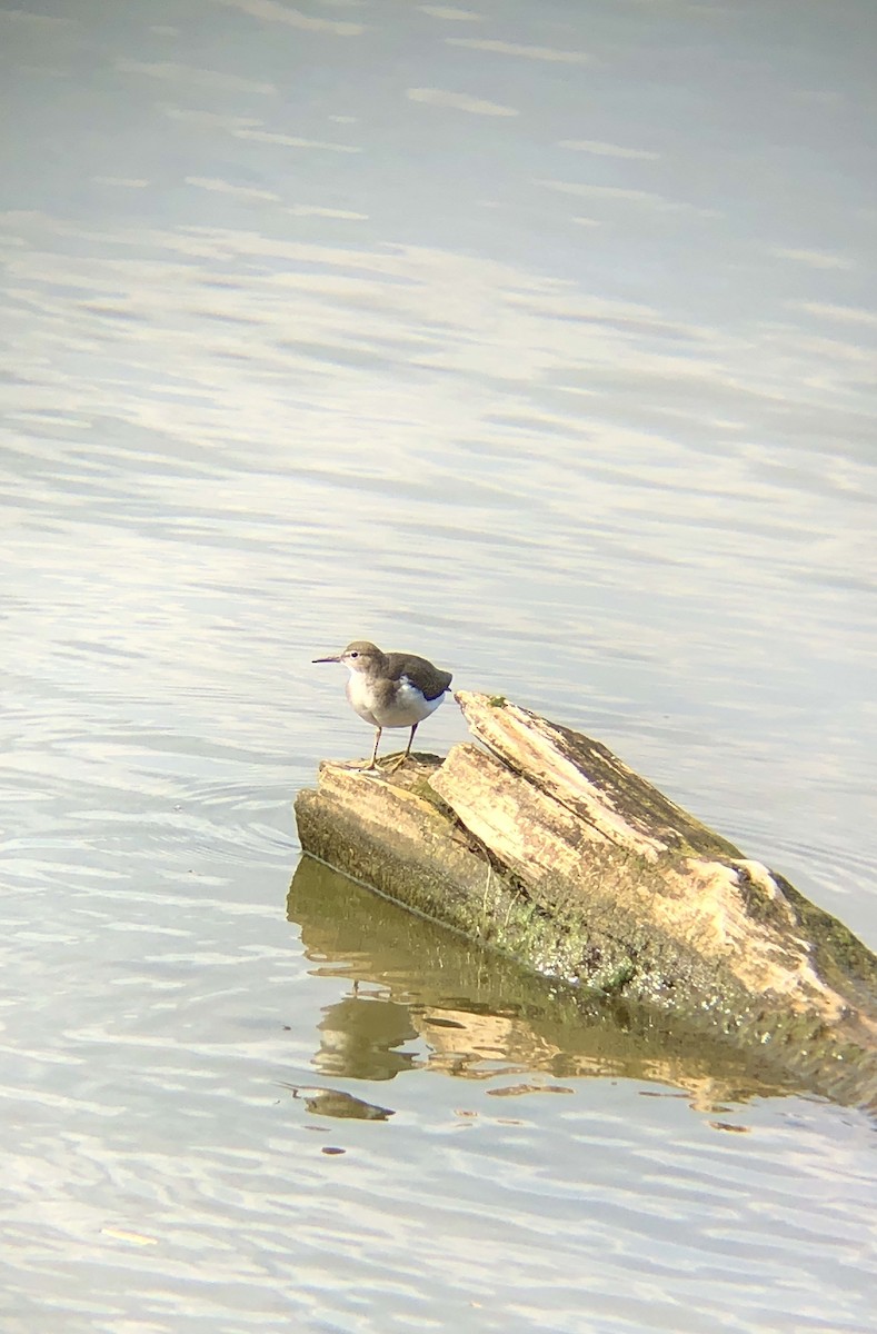 Spotted Sandpiper - ML376272011