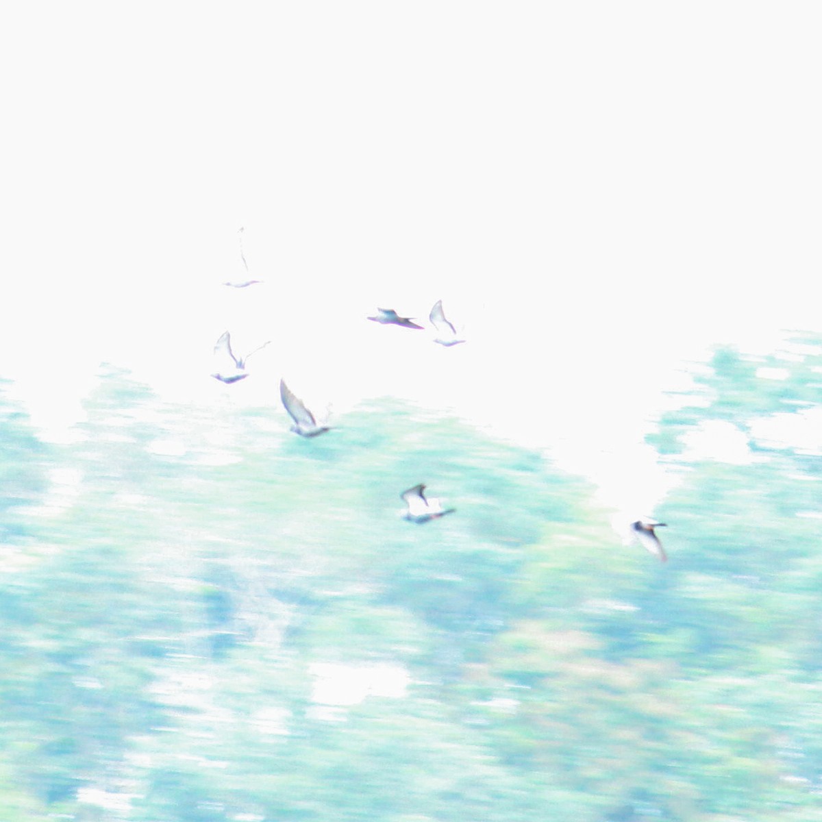 holub skalní (domácí) - ML376272201