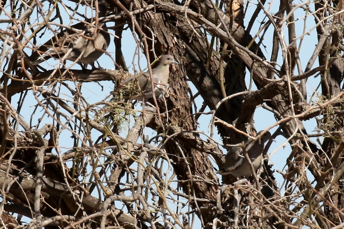 White-winged Dove - ML37627301