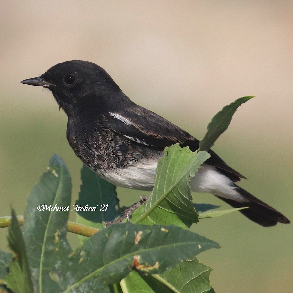 Pied Bushchat - ML376274391