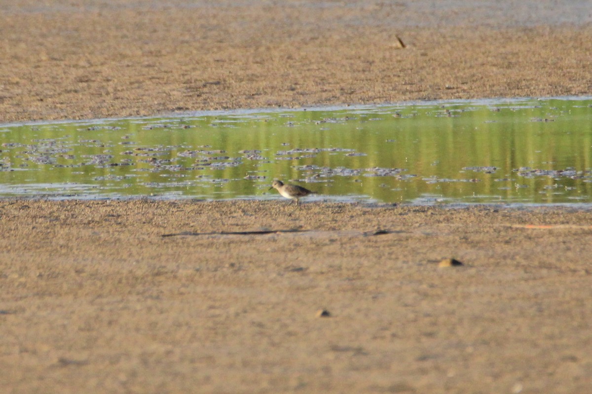 temmincksnipe - ML376274431