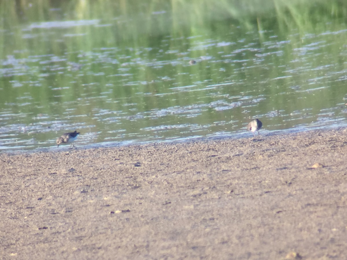 temmincksnipe - ML376274461