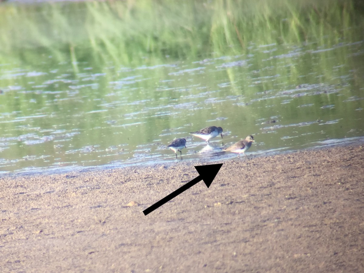 temmincksnipe - ML376274541