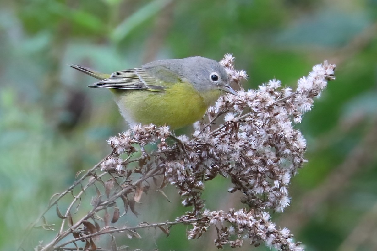 Nashville Warbler - ML376275131