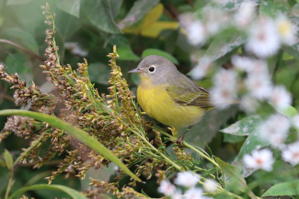 Nashville Warbler - ML376275141