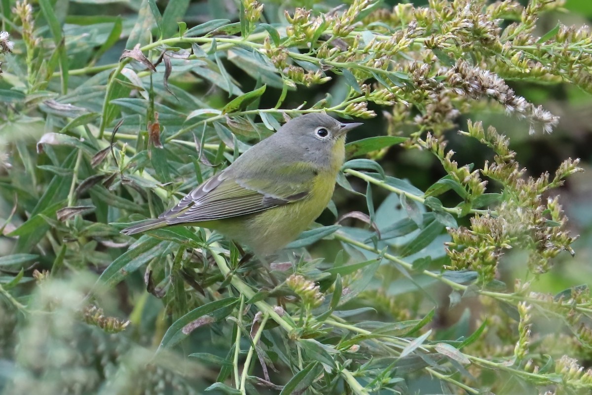 Nashville Warbler - ML376275151