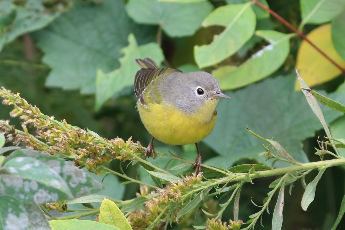 Nashville Warbler - Suzanne O'Rourke