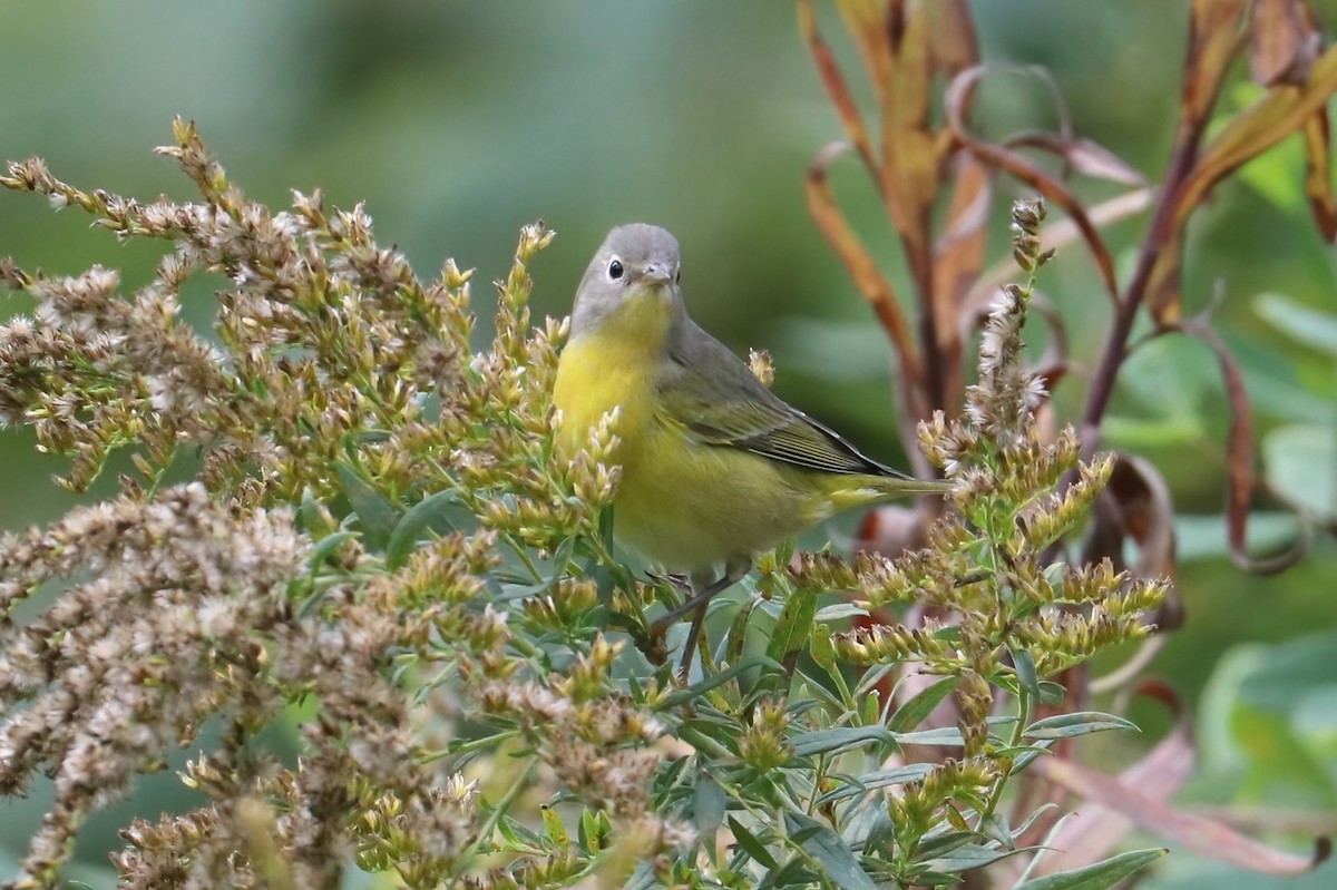 Nashville Warbler - ML376275181