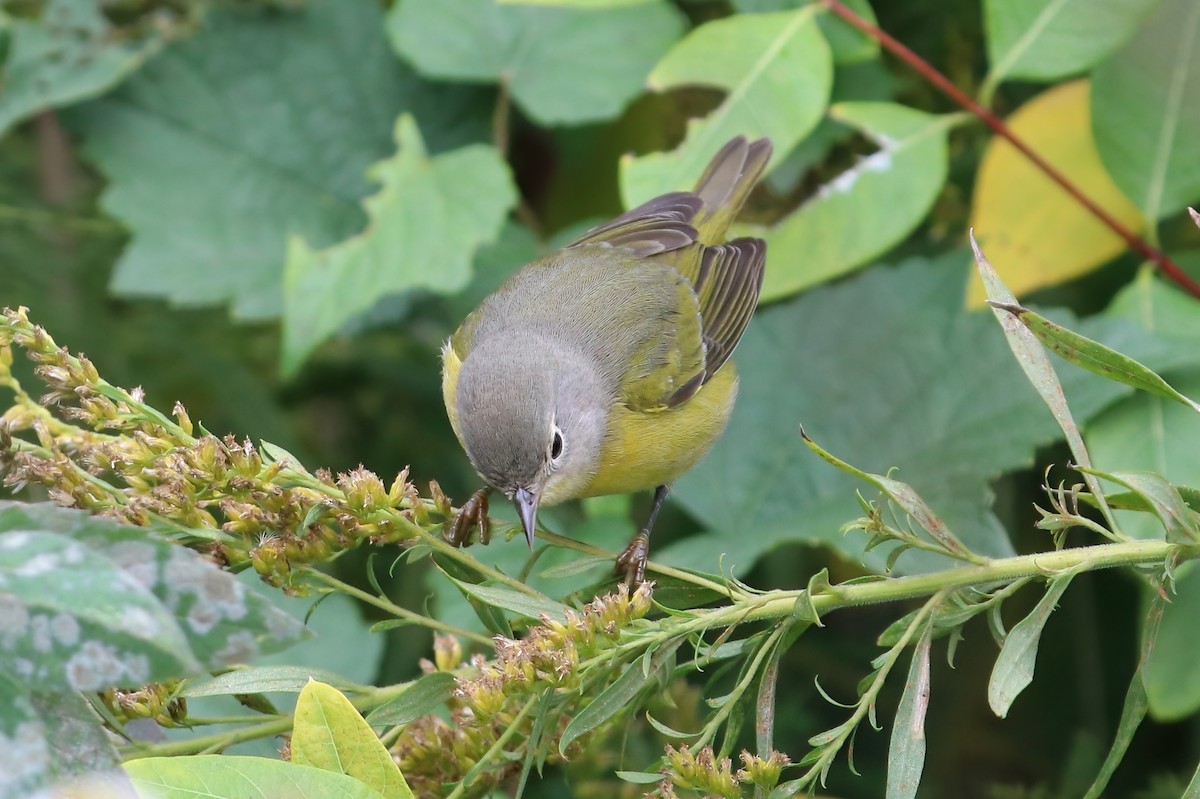 Nashville Warbler - ML376275191