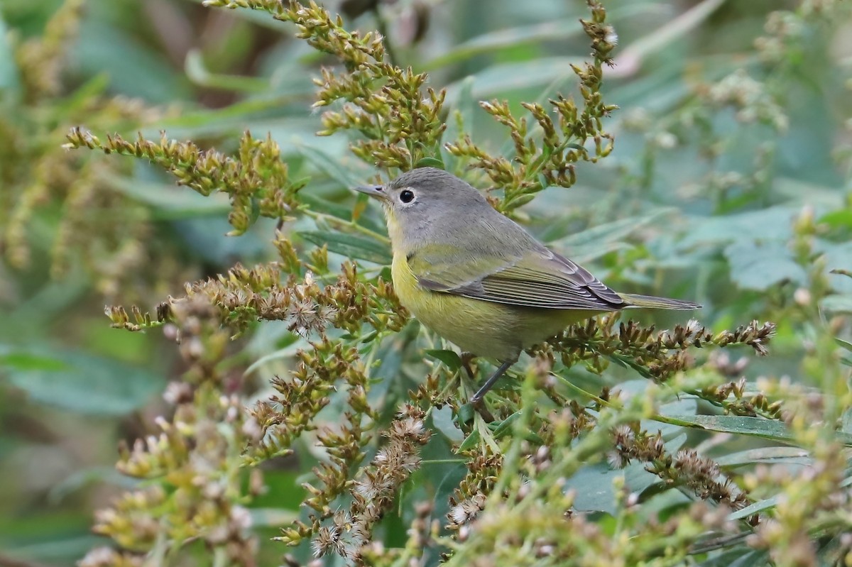 Nashville Warbler - ML376275221