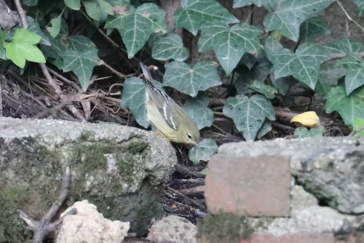 Blackpoll Warbler - ML376275301