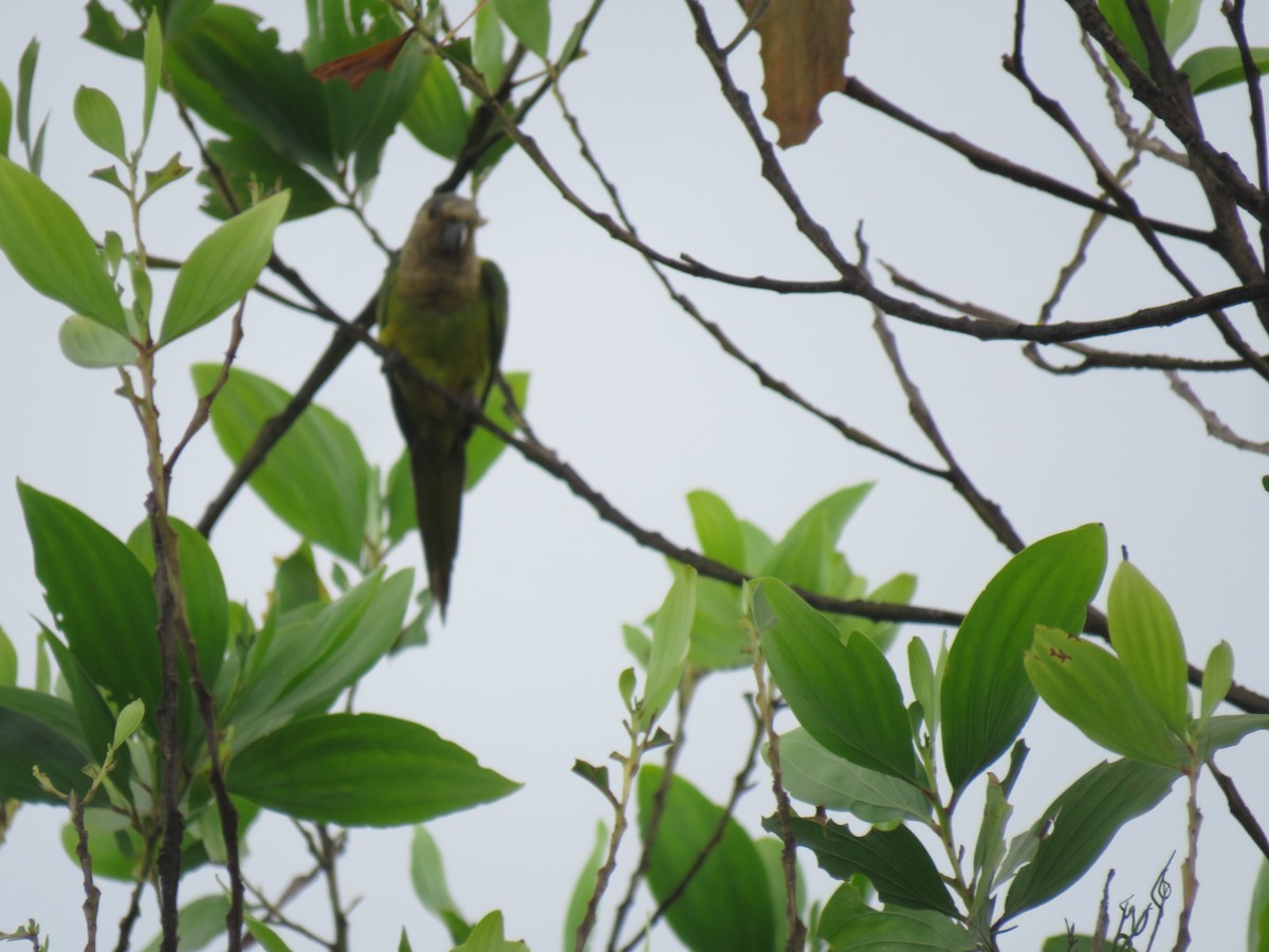 Aratinga Pertinaz - ML376275881