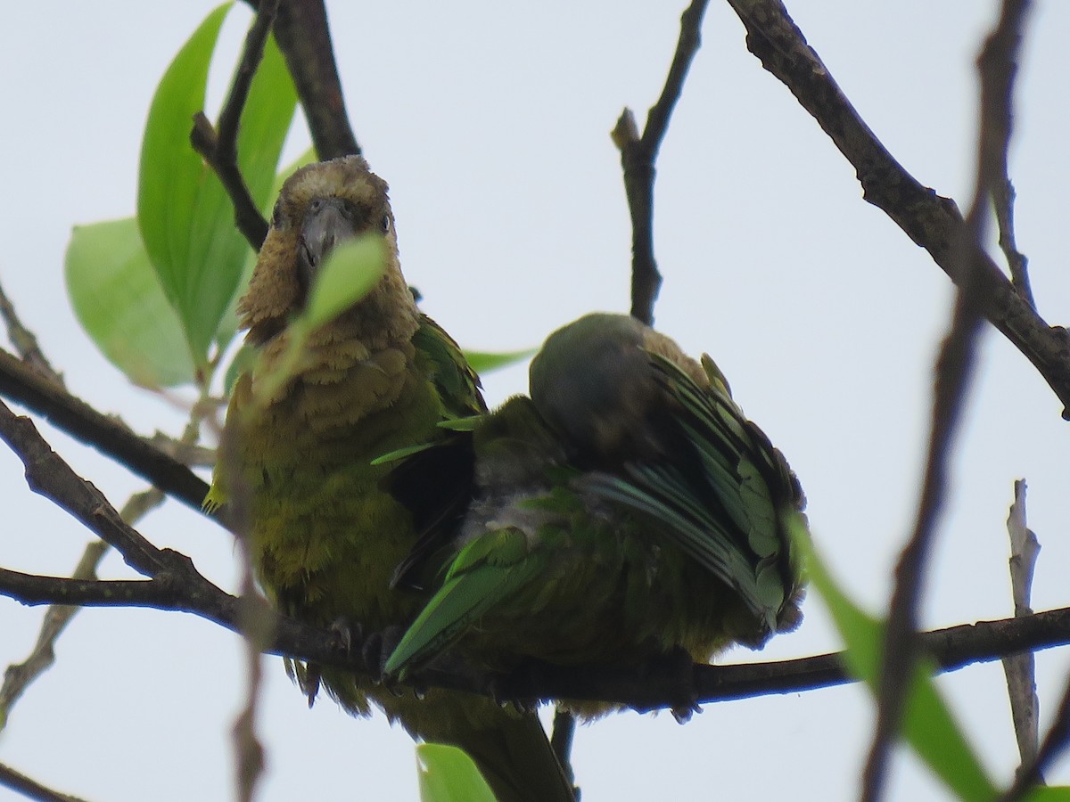 Aratinga Pertinaz - ML376275931