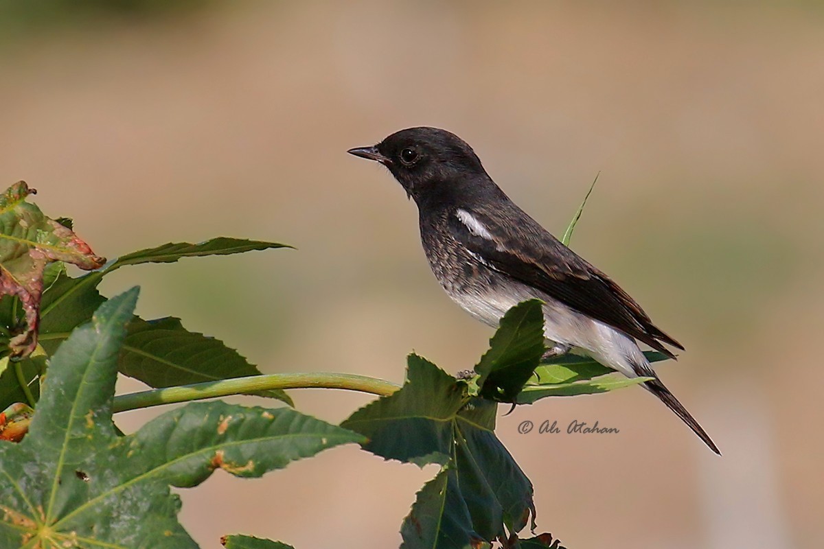 Pied Bushchat - Ali Atahan