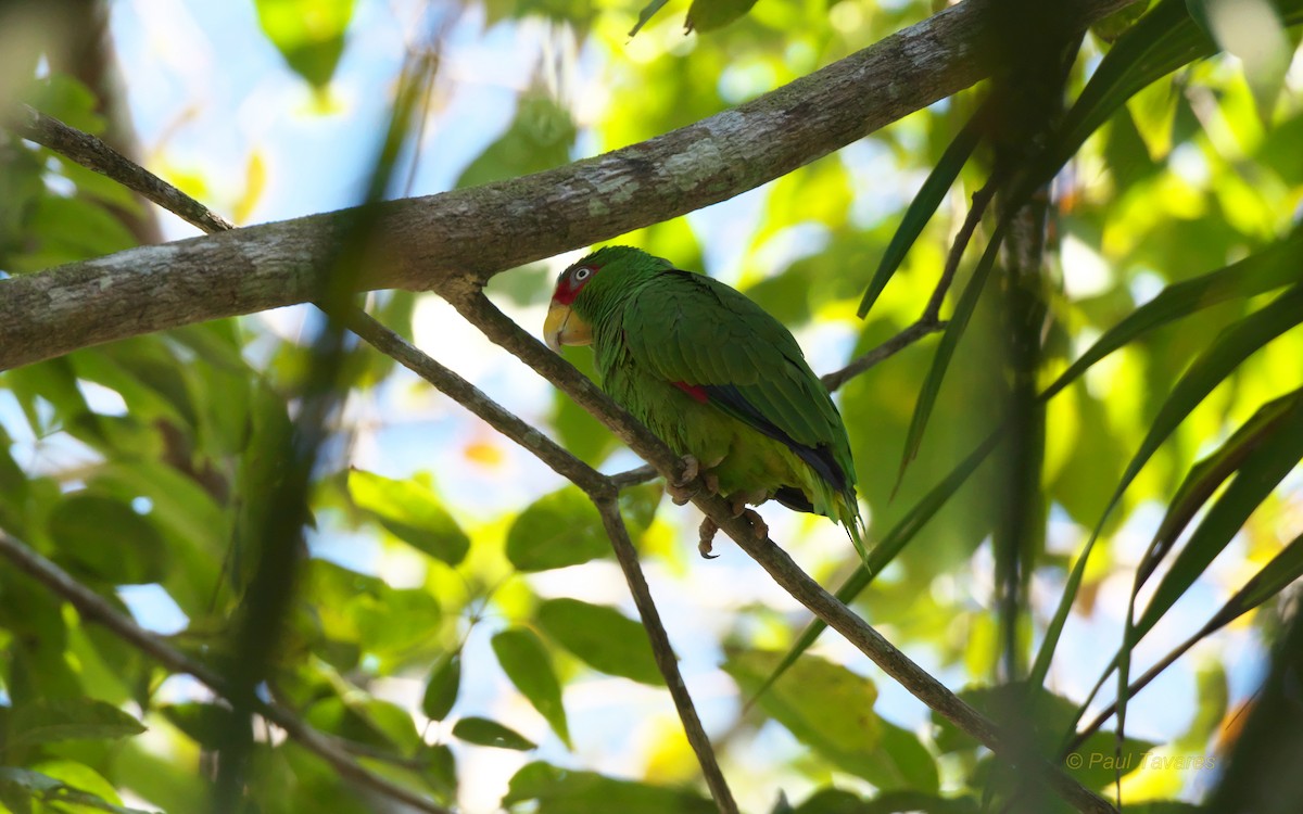 White-fronted Parrot - ML37627881