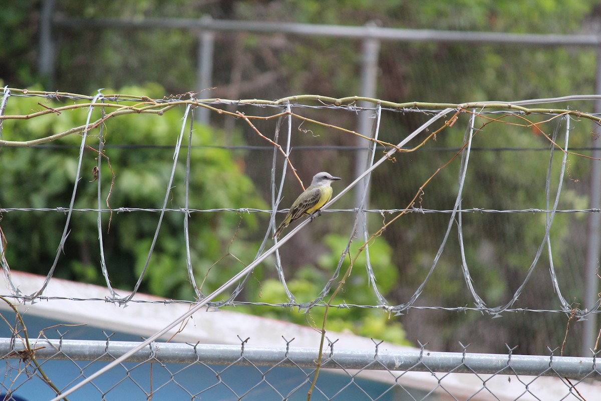 Tropical Kingbird - ML376280391