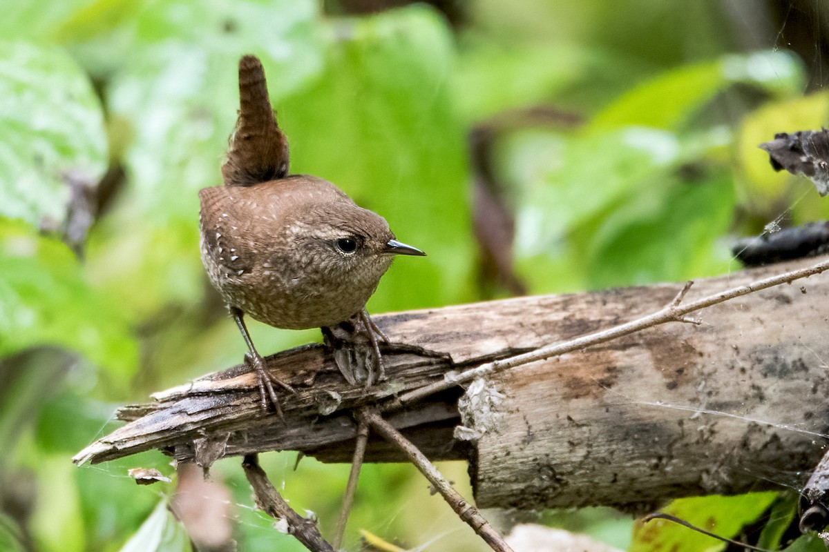 Winter Wren - ML376280401