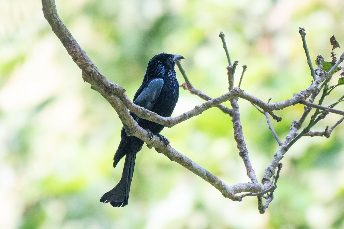 Drongo à crinière - ML376280561