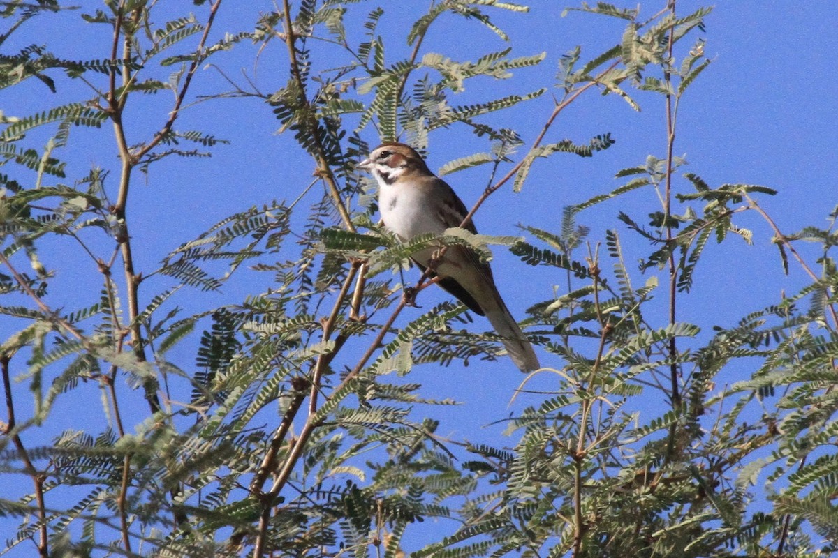 Lark Sparrow - ML37628061