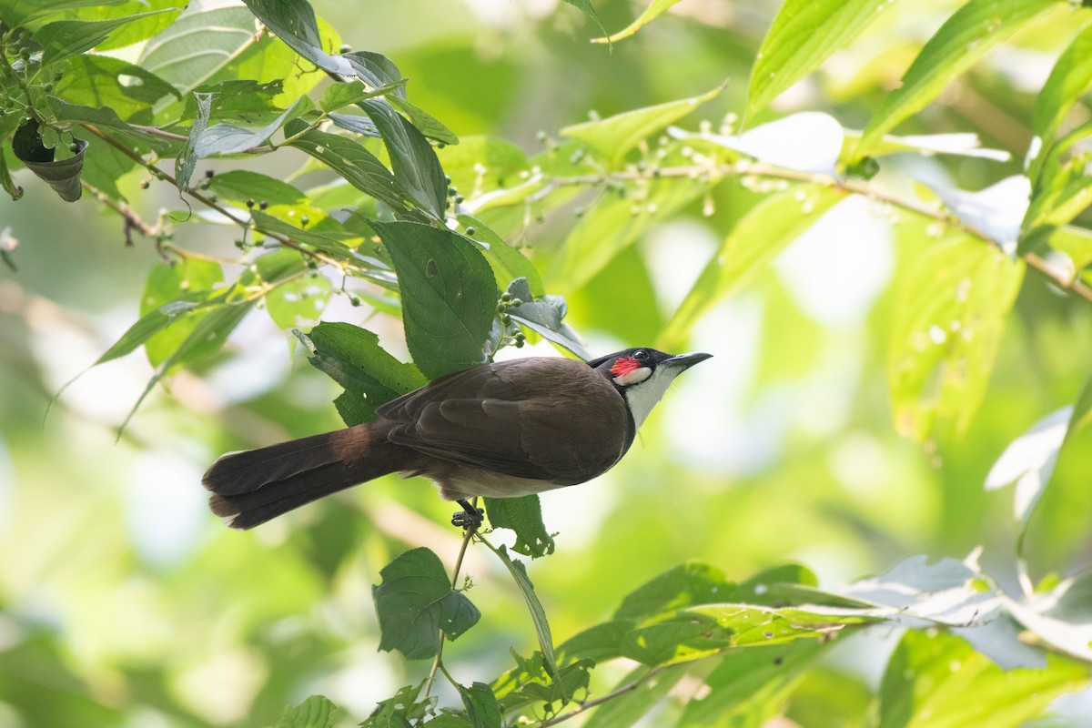 Red-whiskered Bulbul - ML376280681