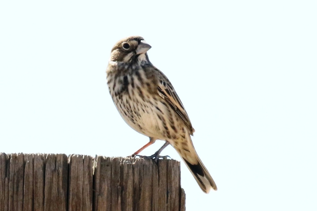 Lark Bunting - Lindsay Story