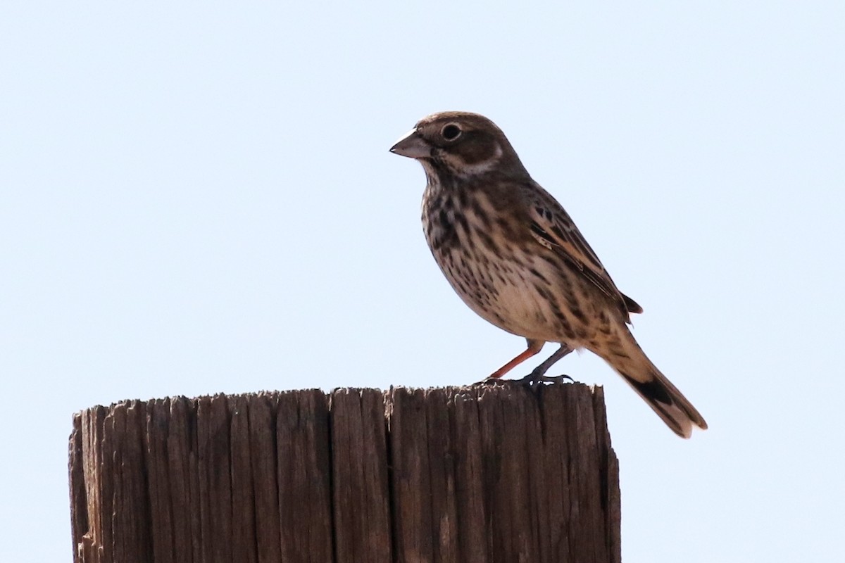 Lark Bunting - ML37628241