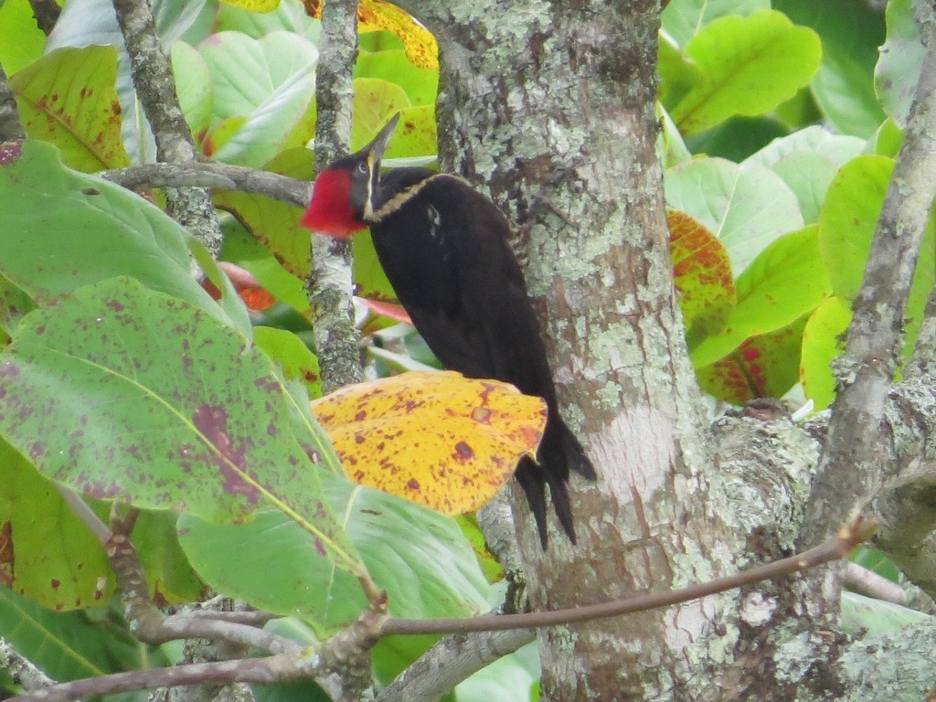 Lineated Woodpecker - ML37628511