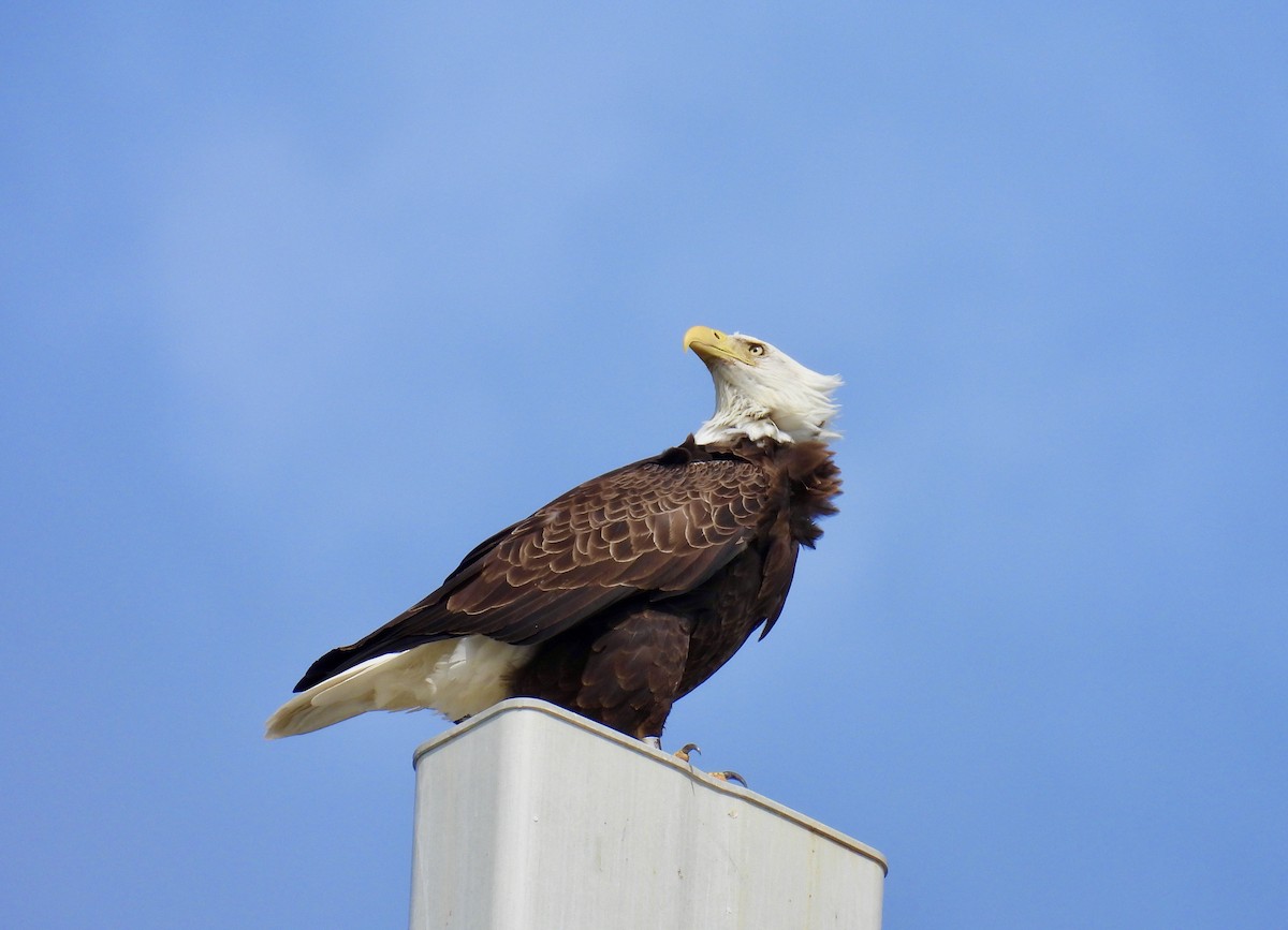 Bald Eagle - ML376285431