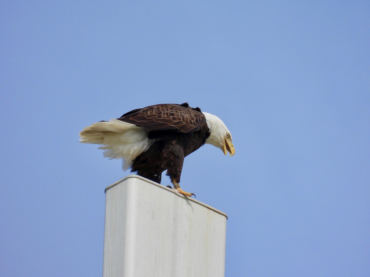 Bald Eagle - ML376285441
