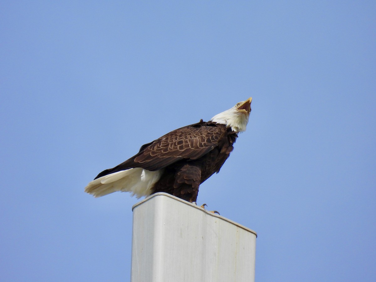 Bald Eagle - ML376285471