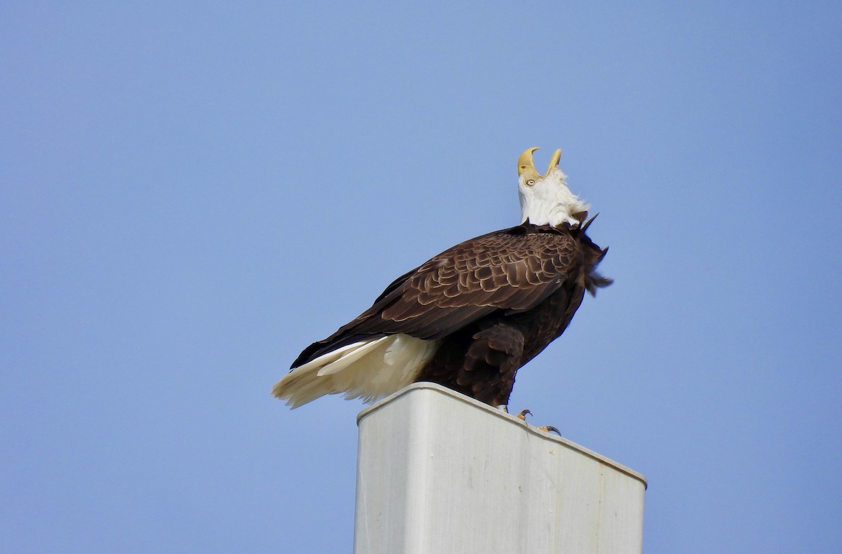 Bald Eagle - ML376285491